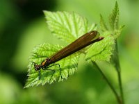 Calopteryx virgo 46, Bosbeekjuffer, Saxifraga-Bart Vastenhouw