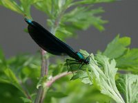 Calopteryx virgo 47, Bosbeekjuffer, Saxifraga-Bart Vastenhouw