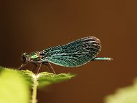 Calopteryx virgo 50, Bosbeekjuffer, Saxifraga-Bas Klaver