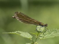 Calopteryx virgo 55, Bosbeekjuffer, Saxifraga-Willem van Kruijsbergen