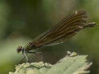 Calopteryx virgo 56, Bosbeekjuffer, Saxifraga-Willem van Kruijsbergen