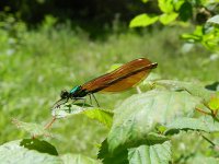 Calopteryx virgo 58, Bosbeekjuffer, Saxifraga-Rutger Barendse