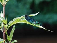 Calopteryx virgo 62, Bosbeekjuffer, Saxifraga-Mark Zekhuis