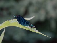 Calopteryx virgo 63, Bosbeekjuffer, Saxifraga-Mark Zekhuis