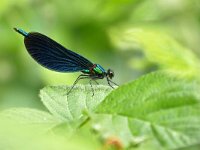 Calopteryx virgo 65, Bosbeekjuffer, Saxifraga-Tom Heijnen