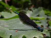 Calopteryx virgo 7, Bosbeekjuffer, male, Saxifraga-Peter Meininger