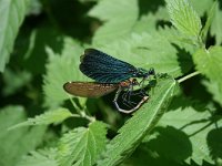 Calopteryx virgo 8, Bosbeekjuffer, Vlinderstichting-Tim Termaat