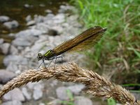 Calopteryx virgo 9, Bosbeekjuffer, female, Saxifraga-Willem Jan Hoeffnagel