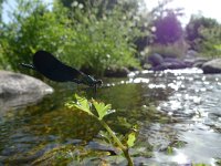 Calopteryx virgo ssp meridionalis 35, Mediterrane bosbeekjuffer, Saxifraga-Mark Zekhuis