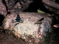 Calopteryx virgo ssp meridionalis 39, Mediterrane bosbeekjuffer, pair, Vlinderstichting-Antoin van der Heijden