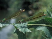 Calopteryx xanthostoma, Banded Demoiselle