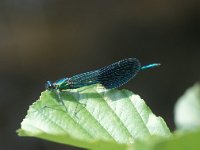 Calopteryx xanthostoma 3, Iberische beekjuffer, male, Vlinderstichting-Antoin van der Heijden