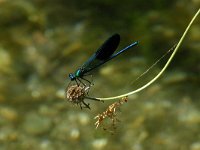 Calopteryx xanthostoma 4, Iberische beekjuffer, Saxifraga-Dirk Hilbers