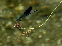 Calopteryx xanthostoma 5, Iberische beekjuffer, Saxifraga-Dirk Hilbers