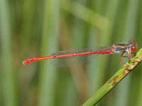 Ceriagrion tenellum 10, Koraaljuffer, male, Saxifraga-Kees Marijnissen