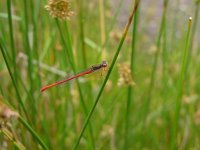 Ceriagrion tenellum 12, Koraaljuffer, Saxifraga-Harry van Oosterhout : insect, libel, koraaljuffwe