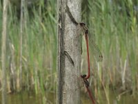 Ceriagrion tenellum 13, Koraaljuffer, Saxifraga-Rob Felix : Animalia, Arthropoda, Insecta, Odonata, Project Natuurbalans, animal, arthropod, dargonfly, dier, dieren, geleedpotige, geleedpotigen, insect, insecten, juffer, libel, libellen