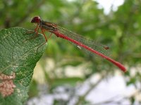 Ceriagrion tenellum 15, Koraaljuffer, Saxifraga-Rudmer Zwerver