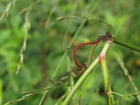 Ceriagrion tenellum 20, Koraaljuffer, Saxifraga-Harry van Oosterhout