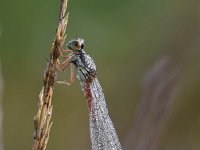 Ceriagrion tenellum 31, Koraaljuffer, Saxifraga-Luuk Vermeer