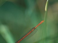 Ceriagrion tenellum 4, Koraaljuffer, Vlinderstichting-Albert Vliegenthart