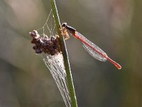 Ceriagrion tenellum 40, Koraaljuffer, Saxifraga-Luuk Vermeer