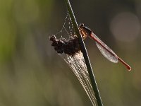 Ceriagrion tenellum 41, Koraaljuffer, Saxifraga-Luuk Vermeer