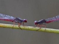 Ceriagrion tenellum 48, Koraaljuffer, Saxifraga-Luuk Vermeer