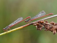 Ceriagrion tenellum 49, Koraaljuffer, Saxifraga-Luuk Vermeer