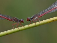 Ceriagrion tenellum 53, Koraaljuffer, Saxifraga-Luuk Vermeer