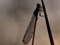 Ceriagrion tenellum 54, Koraaljuffer, Saxifraga-Luuk Vermeer