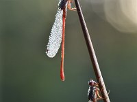 Ceriagrion tenellum 55, Koraaljuffer, Saxifraga-Luuk Vermeer