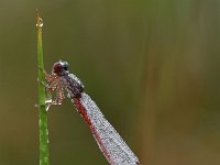 Ceriagrion tenellum 57, Koraaljuffer, Saxifraga-Luuk Vermeer