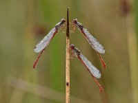 Ceriagrion tenellum 58, Koraaljuffer, Saxifraga-Luuk Vermeer