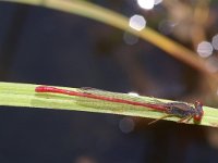 Ceriagrion tenellum 6, Koraaljuffer, male, Saxifraga-Kees Marijnissen