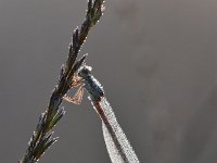 Ceriagrion tenellum 62, Koraaljuffer, Saxifraga-Luuk Vermeer