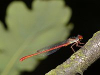 Ceriagrion tenellum 9, Koraaljuffer, male, Saxifraga-Kees Marijnissen