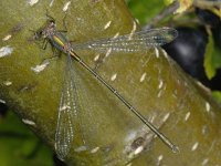 Chalcolestes viridis, Western Willow Spreadwing