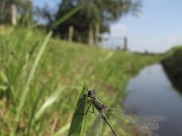 Chalcolestes viridis 10, Houtpantserjuffer, Saxifraga-Rob Felix : Animalia, Arthropoda, Insecta, Odonata, Project Natuurbalans, animal, arthropod, dargonfly, dier, dieren, geleedpotige, geleedpotigen, insect, insecten, juffer, libel, libellen