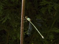 Chalcolestes viridis 14, Houtpantserjuffer, male, Saxifraga-Marijke Verhagen