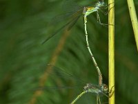 369_14, Houtpantserjuffer : Houtpantserjuffer, Lestes viridis, couple