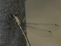 Chalcolestes viridis 17, Houtpantserjuffer, Saxifraga-Luc Hoogenstein