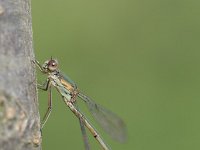 Chalcolestes viridis 19, Houtpantserjuffer, Saxifraga-Luc Hoogenstein