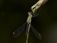 Chalcolestes viridis 20, Houtpantserjuffer, Saxifraga-Luc Hoogenstein