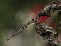 Chalcolestes viridis 21, Houtpantserjuffer, Saxifraga-Luc Hoogenstein