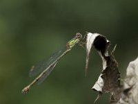 Chalcolestes viridis 24, Houtpantserjuffer, Saxifraga-Luc Hoogenstein