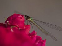 Houtpantserjuffer op een roos; Green Emerald Damselfly on a rose, Lestes viridis  Houtpantserjuffer; Green Emerald Damselfly, Lestes viridis : trecht, Green Emerald Damselfly, Nederland, insect, bloem, roos, rood, stad, city nature, insekt, Houtpantserjuffer, Lunetten, The Netherlands, garden, natuur, green, tuin, waterjuffer, Lestes viridis, red, city, rose, stadsnatuur, dragonfly, libel, juffer, nature, groen