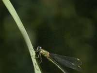 Chalcolestes viridis 28, Houtpantserjuffer, male, Saxifraga-Jan van der Straaten