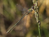 Chalcolestes viridis 30, Houtpantserjuffer, Saxifraga-Peter Meininger