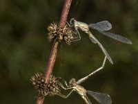 Chalcolestes viridis 32, Houtpantserjuffer, Saxifraga-Jan van der Straaten